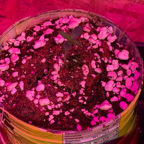 Royal Queen Seeds/ Medusa F1 #2 growlog timeline photo