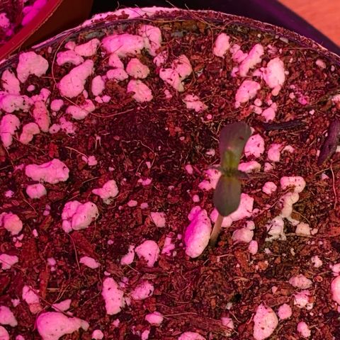 Royal Queen Seeds/ Medusa F1 #2 growlog timeline photo