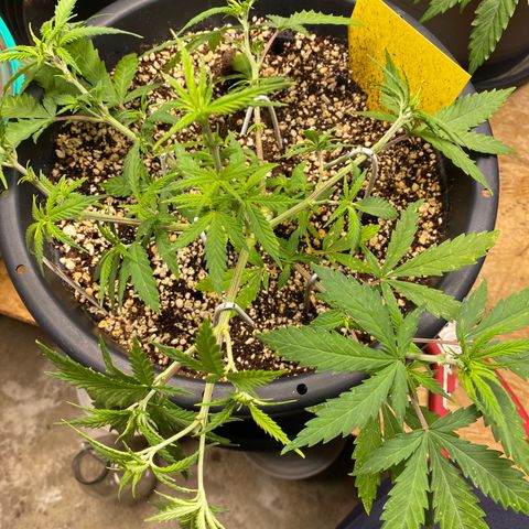 Al Patron #2 growlog timeline photo