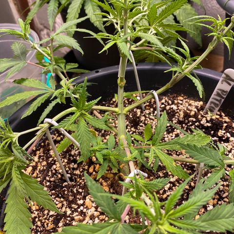 Al Patron #2 growlog timeline photo