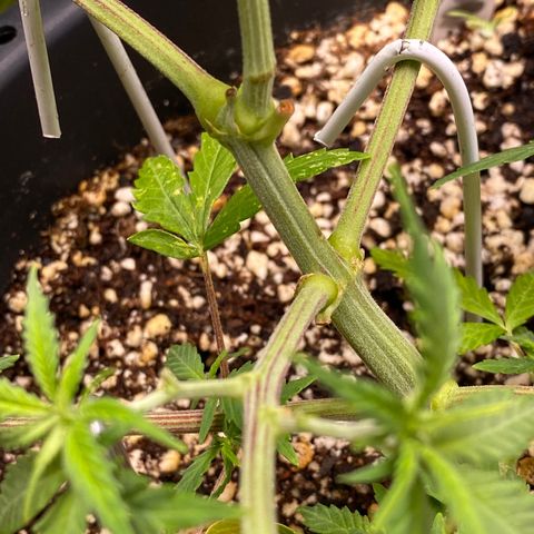 Al Patron #2 growlog timeline photo