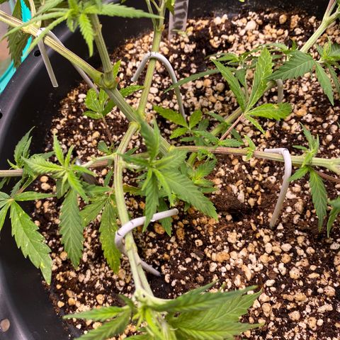 Al Patron #2 growlog timeline photo