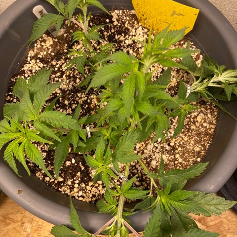 Al Patron #1 growlog timeline photo