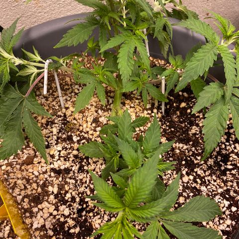 Al Patron #1 growlog timeline photo