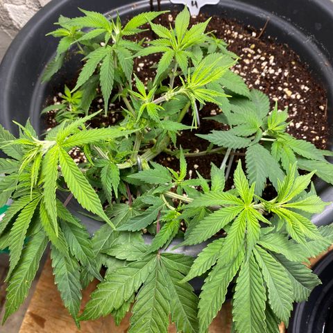 FAT banana #4 growlog timeline photo