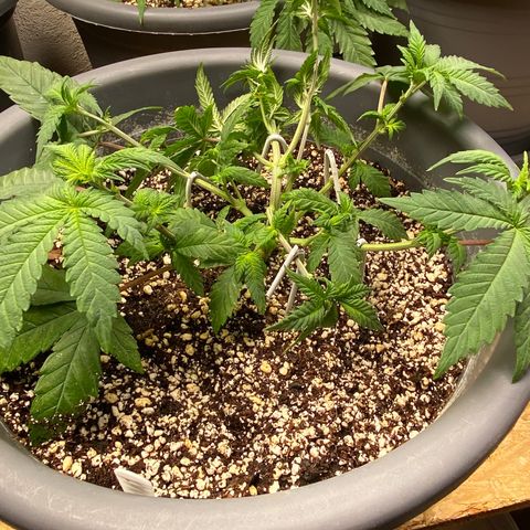 Amnesia Haze #2 growlog timeline photo