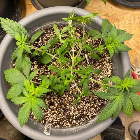 Amnesia Haze #2 growlog timeline photo