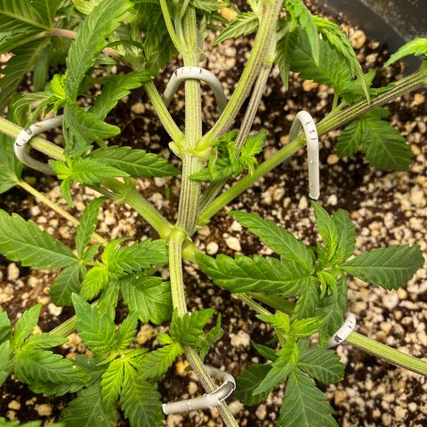 Amnesia Haze #2 growlog timeline photo