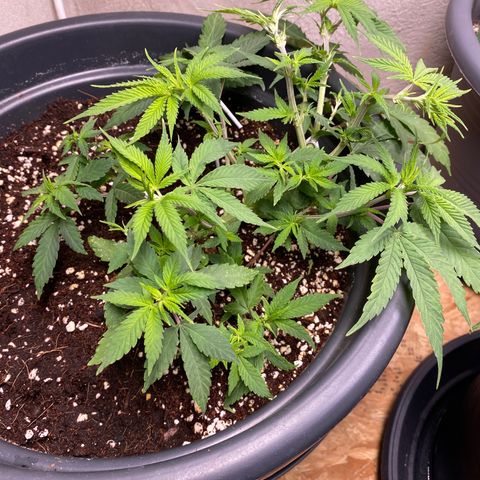 FAT banana #4 growlog timeline photo