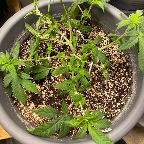 Amnesia Haze #2 growlog timeline photo