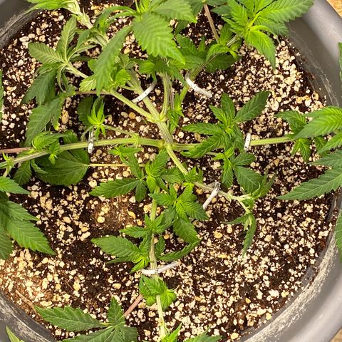 Amnesia Haze #2 growlog timeline photo