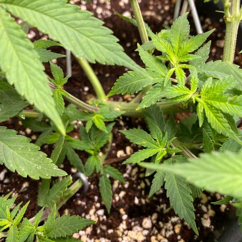 FAT banana #4 growlog timeline photo