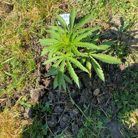 Hollands Hope  #1 growlog timeline photo