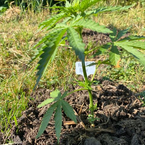 Hollands Hope  #1 growlog timeline photo