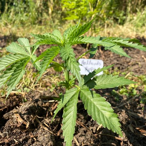 Hollands Hope  #2 growlog timeline photo