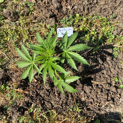 Hollands Hope  #2 growlog timeline photo