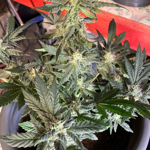 Al Patron #1 growlog timeline photo
