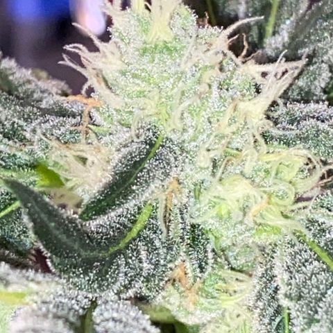 Al Patron #1 growlog timeline photo