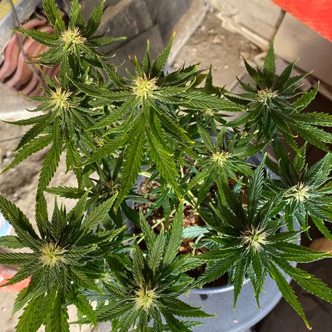 Al Patron #1 growlog timeline photo