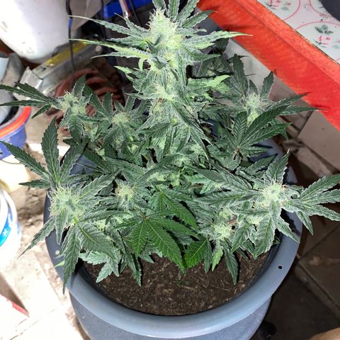 Al Patron #1 growlog timeline photo