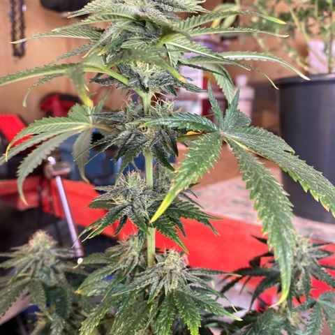 Al Patron #1 growlog timeline photo