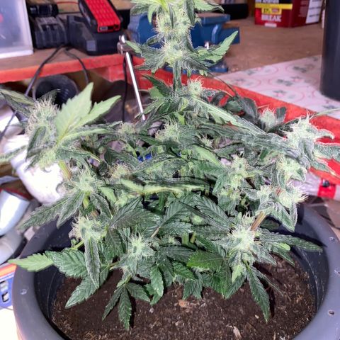 Al Patron #1 growlog timeline photo