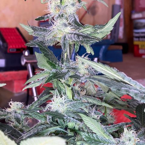 Al Patron #1 growlog timeline photo