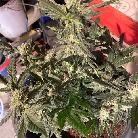 Al Patron #1 growlog timeline photo