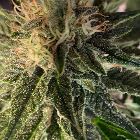 Al Patron #1 growlog timeline photo