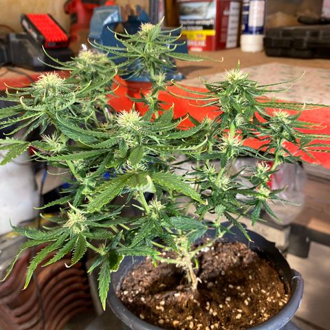 Al Patron #1 growlog timeline photo