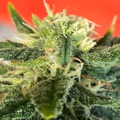 Al Patron #1 growlog timeline photo