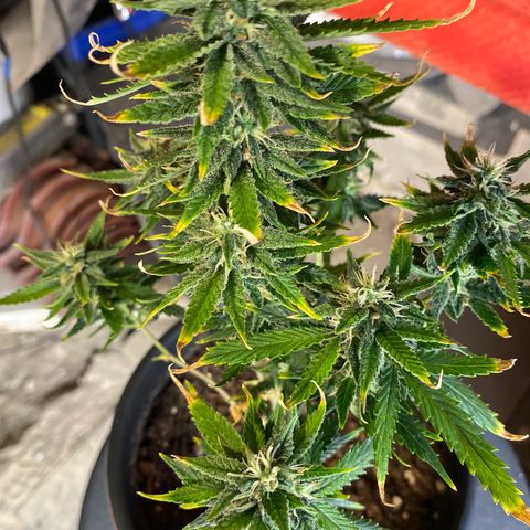 Al Patron #1 growlog timeline photo