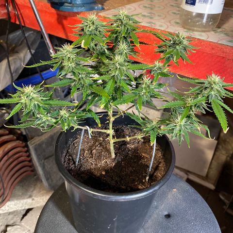 Al Patron #1 growlog timeline photo