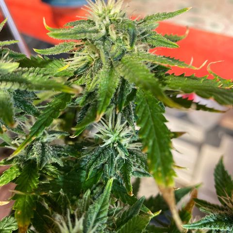 Al Patron #1 growlog timeline photo