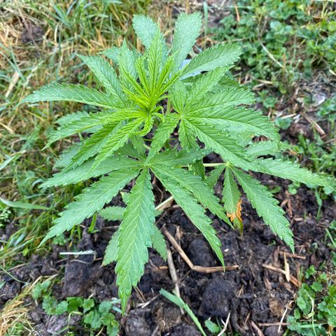 Hollands Hope  #1 growlog timeline photo