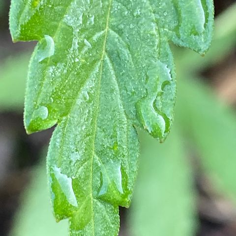 Hollands Hope  #1 growlog timeline photo