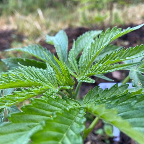 Hollands Hope  #2 growlog timeline photo