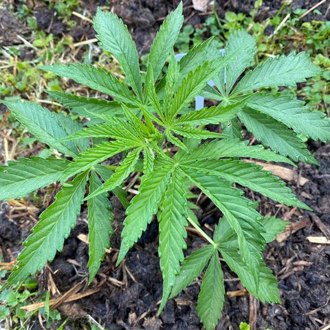 Hollands Hope  #2 growlog timeline photo