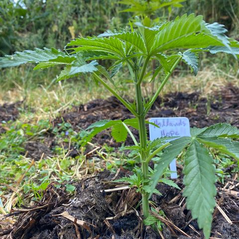 Hollands Hope  #2 growlog timeline photo
