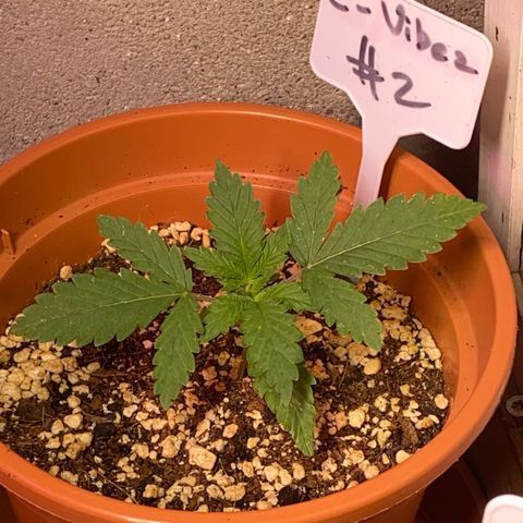 C- Vibez  #2 growlog timeline photo