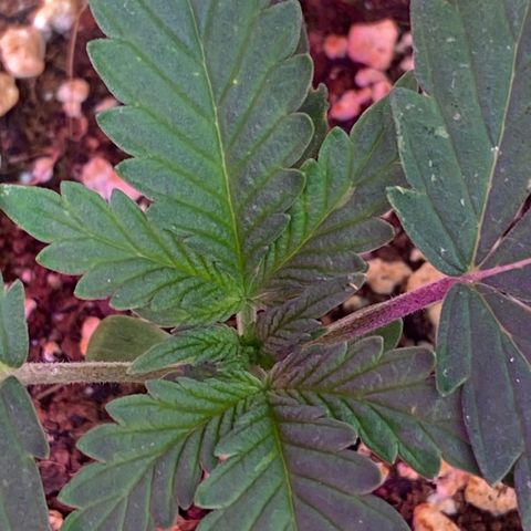 C- Vibez  #2 growlog timeline photo