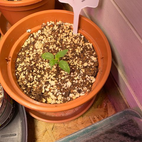 C- Vibez  #3 growlog timeline photo