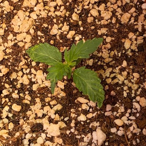 C- Vibez  #3 growlog timeline photo