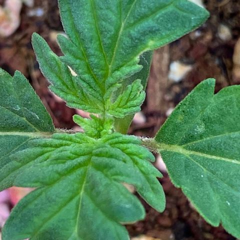 C- Vibez  #3 growlog timeline photo