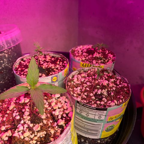 Royal Queen Seeds/ Medusa F1 #2 growlog timeline photo