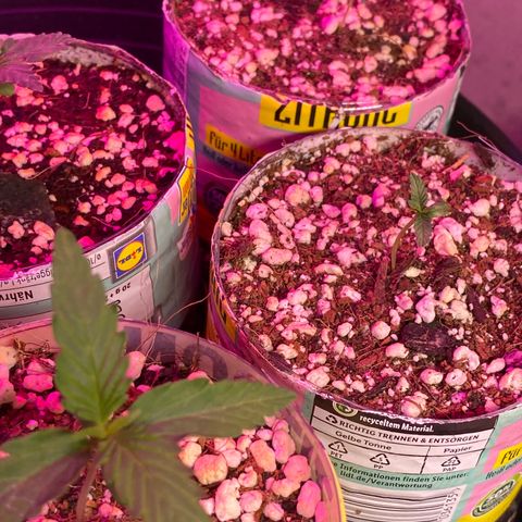 Royal Queen Seeds/ Medusa F1 #2 growlog timeline photo