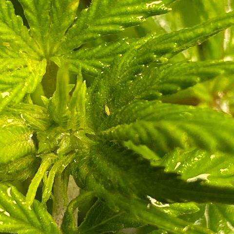 FAT banana #4 growlog timeline photo