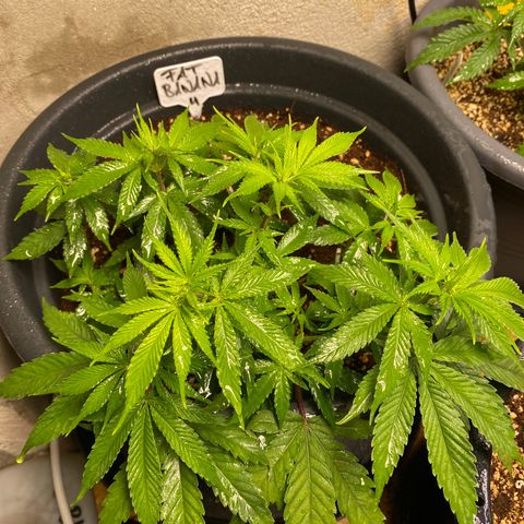 FAT banana #4 growlog timeline photo