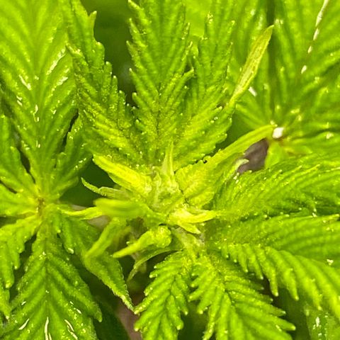 Al Patron #1 growlog timeline photo