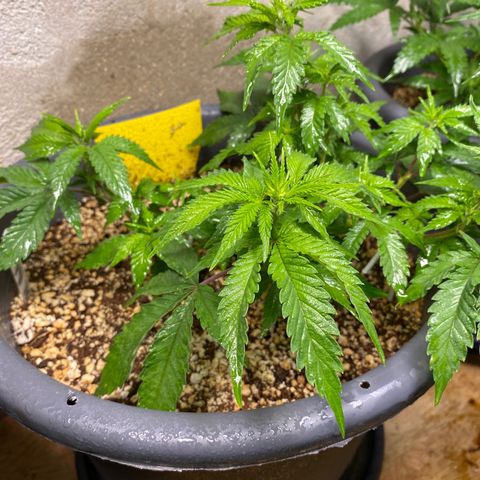 Al Patron #1 growlog timeline photo